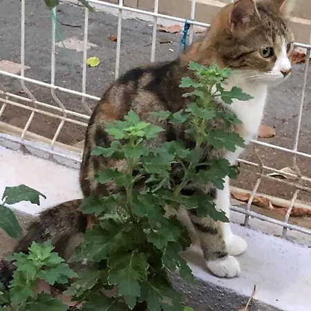 Ongel Apt, Beyaz Teyze